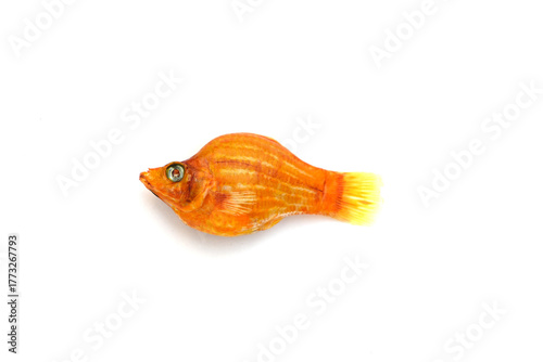 Dead orange fish on a white background