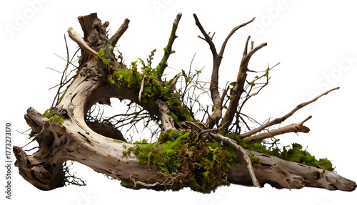 Old tree trunk and exposed roots in a green forest landscape