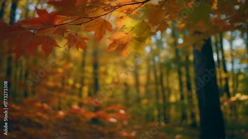 紅葉した樹木