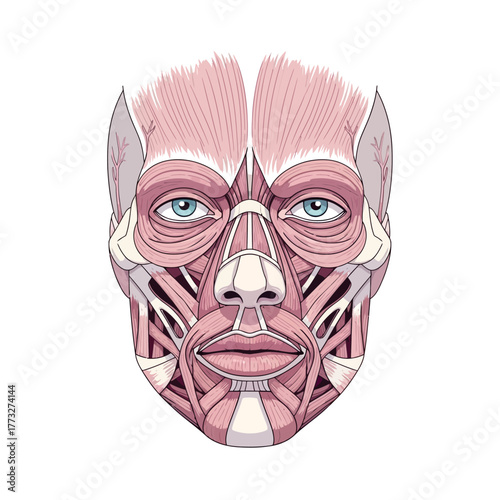 Detailed anatomical illustration of human facial muscles for medical study