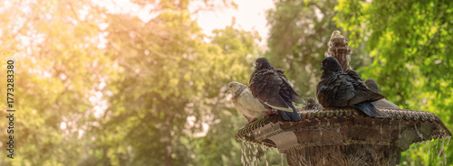 фотографія Pigeons Resting and Bathing on a Fountain in a Sunlit Park