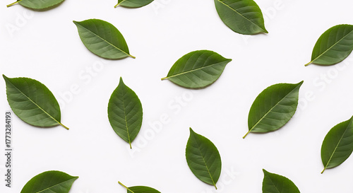 An overhead, flat lay pattern of scattered single green leaves on a clean white background, showcasing freshness and nature's simplicity.