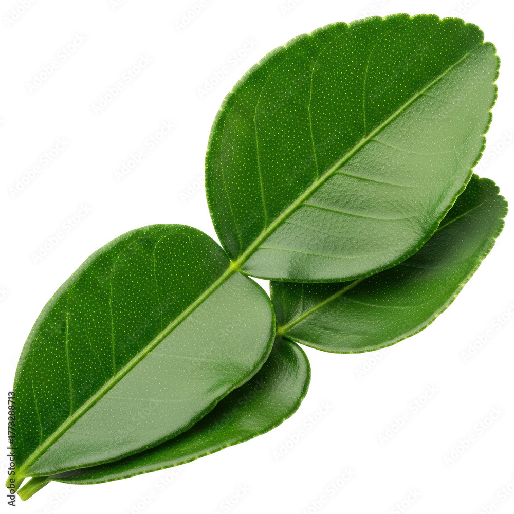Fototapeta premium Fresh vibrant green kaffir lime leaves, essential ingredient for asian cuisine.