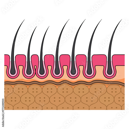 Hair and scalp close up vector illustration perfect for treatment maintenance hair care beauty salon health and personal grooming themed designs