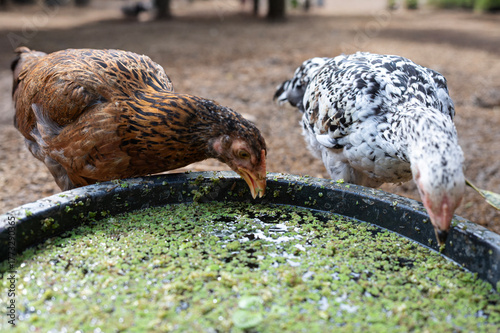 Chickens peck at water moss azolla in the water trough.