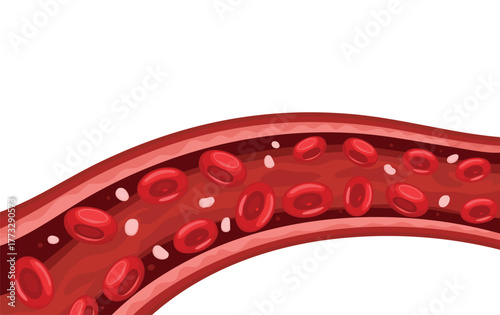 Illustration of red blood cells in vein vector style suitable for medical health biology education or scientific anatomical study and research visuals
