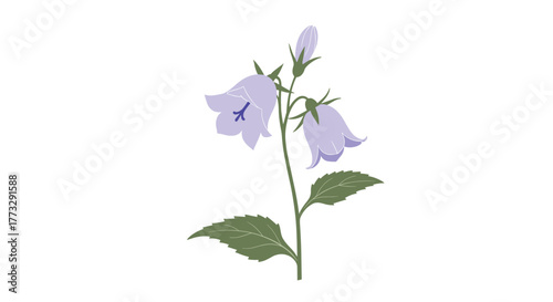 A delicate illustration showcasing the charming elegance of purple bellflowers with their distinctive bell-shaped blooms, verdant leaves, and a soft, artistic touch.