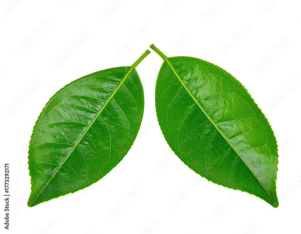 Fototapeta premium Two Vibrant Green Tea Leaves Isolated on White Background.