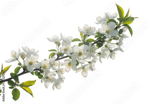White cherry blossom branch isolated on transparent background