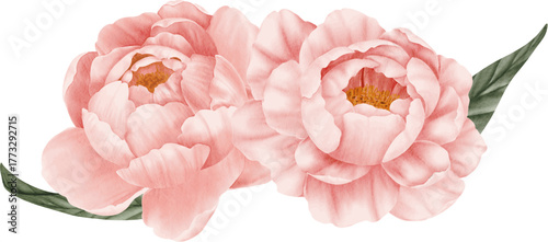 Pink peony flower watercolor arrangement on isolated background