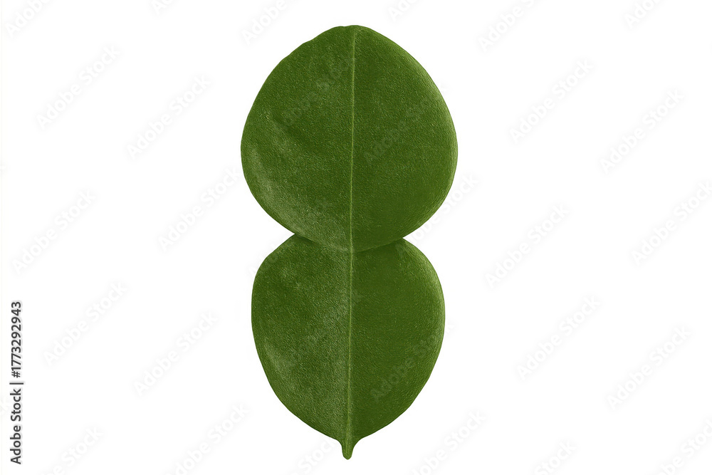Obraz premium Kaffir lime leaf showcasing its unique double shape, providing fragrant essence for culinary and herbal uses