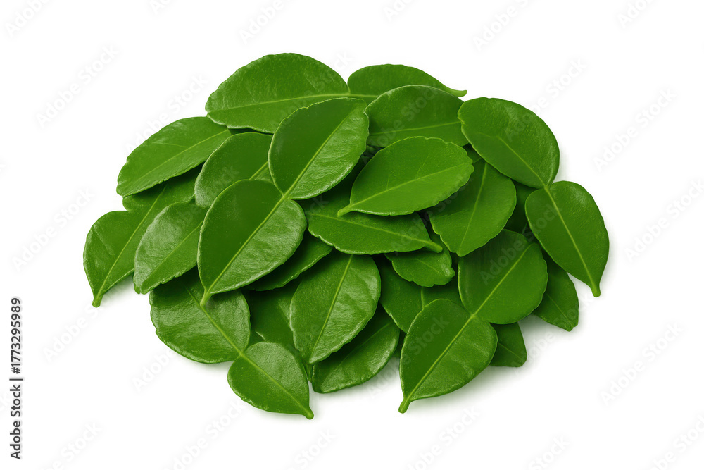 Fototapeta premium Kaffir lime leaves forming a pile, fresh green citrus herbs for cooking, transparent background