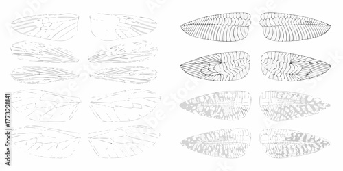 Collection of detailed scientific illustrations depicting various insect wings with intricate venation patterns and textures