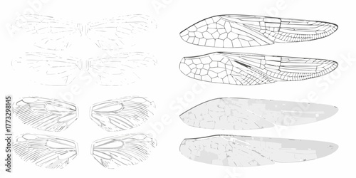 Detailed illustration of insect wings showing vein patterns and textures in various styles