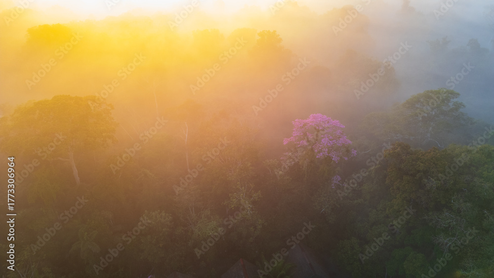 Naklejka premium Aerial images of the Amazon rainforest of Madre de Dios, clouds over the trees in Tambopata, Peru