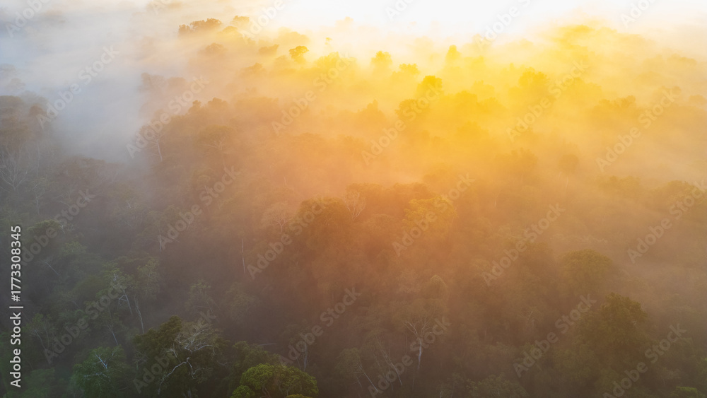 Fototapeta premium Aerial images of the Amazon rainforest of Madre de Dios, clouds over the trees in Tambopata, Peru