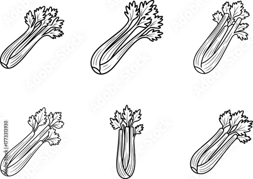 Celery Stalk Outline Vector Icons Set, Line Art