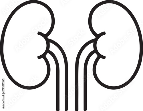 Stylized Kidney Anatomy with Ureter Variation – Medical Vector Illustration for Healthcare and Education