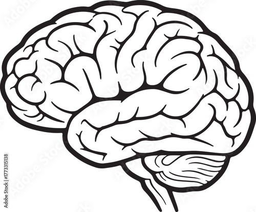 Human Brain Line Art – Lateral View of Cerebral Cortex, Cerebellum, and Brainstem – Black and White Educational Anatomy Illustration