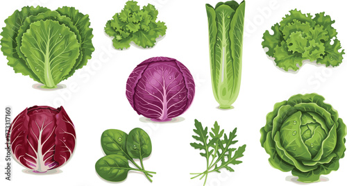 Leafy vegetables collection, green lettuce, romaine, spinach, parsley, cabbage, radicchio, arugula, healthy greens, organic produce, nutrition, freshness
