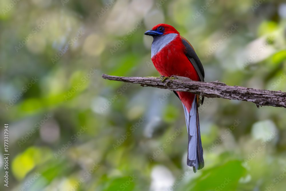 Naklejka premium Nature wildlife of Whitehead's Trogon bird endemic of Borneo perching on a branch in a green forest