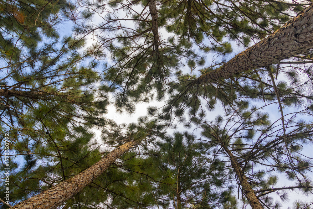 Fototapeta premium Low angle view of pine trees growing tall, branches reaching towards the sky