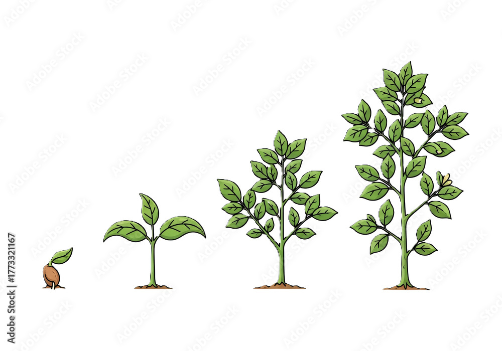 Fototapeta premium The concept of development, investment and success step by step.