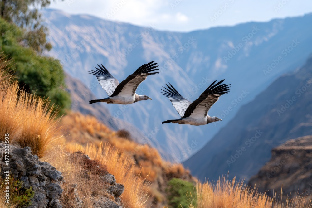 Naklejka premium Andean condors flying over mountains in Colca Canyon