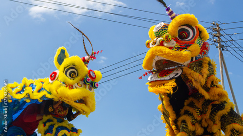 colorful chinese lions dancing in the street during chinese new year parade