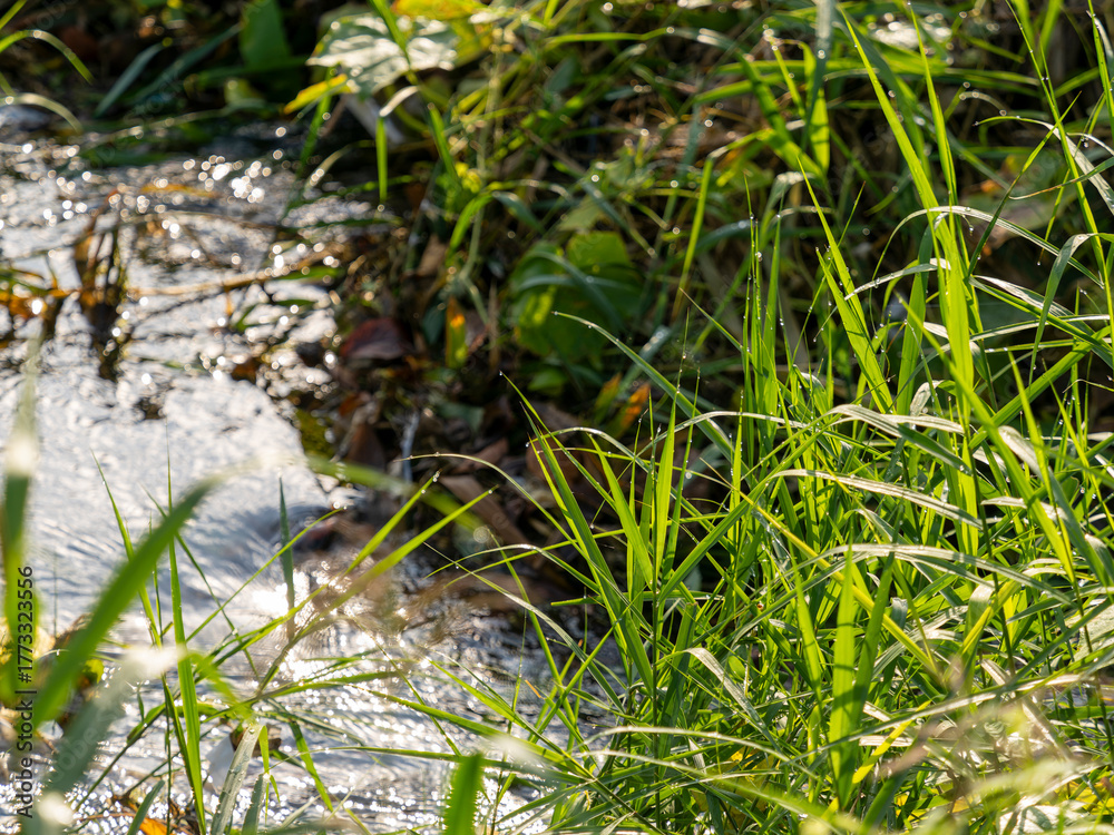 Obraz premium 朝露に濡れた水辺の植物