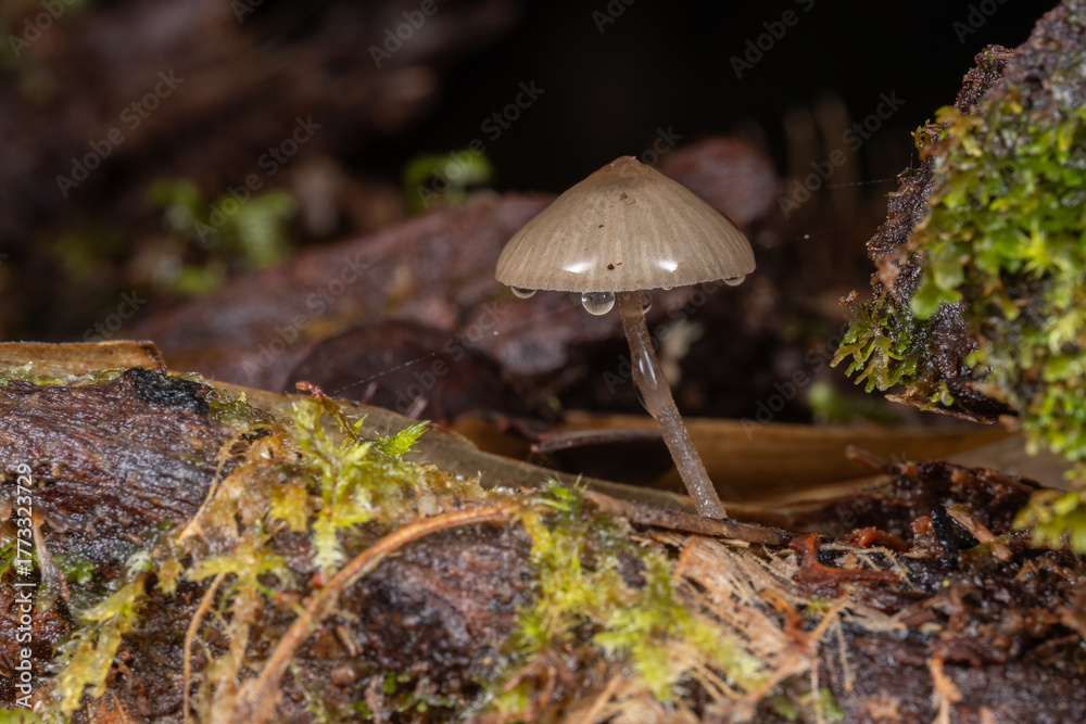 Fototapeta premium Close-Up of wild forest fungi