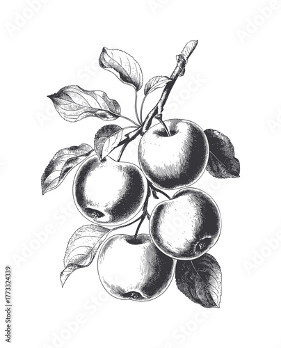 Vintage apples on branch in engraving style. Antique style apple tree branch with fruits and foliage. Vintage apple branch hand draw style.