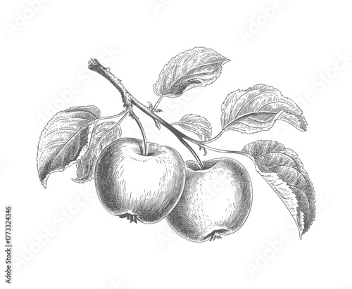Vintage apples on branch in engraving style. Antique style apple tree branch with fruits and foliage. Vintage apple branch hand draw style.