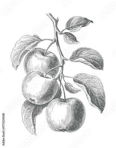 Vintage apples on branch in engraving style. Antique style apple tree branch with fruits and foliage. Vintage apple branch hand draw style.