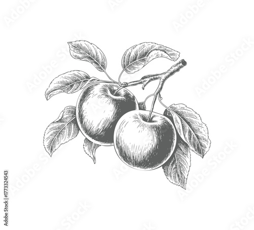 Vintage apples on branch in engraving style. Antique style apple tree branch with fruits and foliage. Vintage apple branch hand draw style.