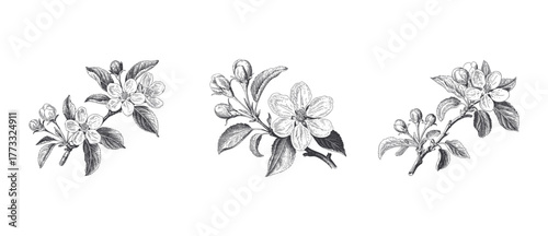 Hand drawn apple blossom floral set in retro engraving design. Vintage apple blossom branches.