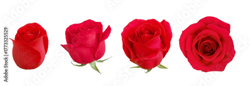 Red rose flowers. The photo shows red roses, a bud, a blooming rose, and a fu...