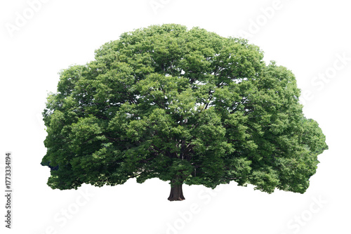 Green tree isolated on white background, Clipping path.