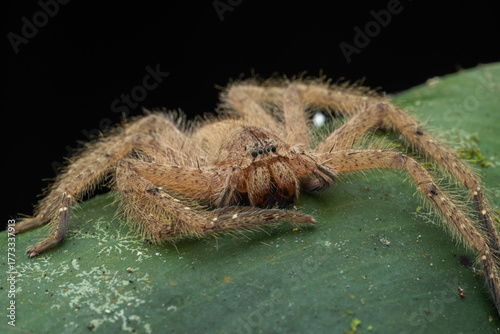 Valokuva Nature wildlife image of Red-and-Black Jawed Huntsman (Heteropoda sp)