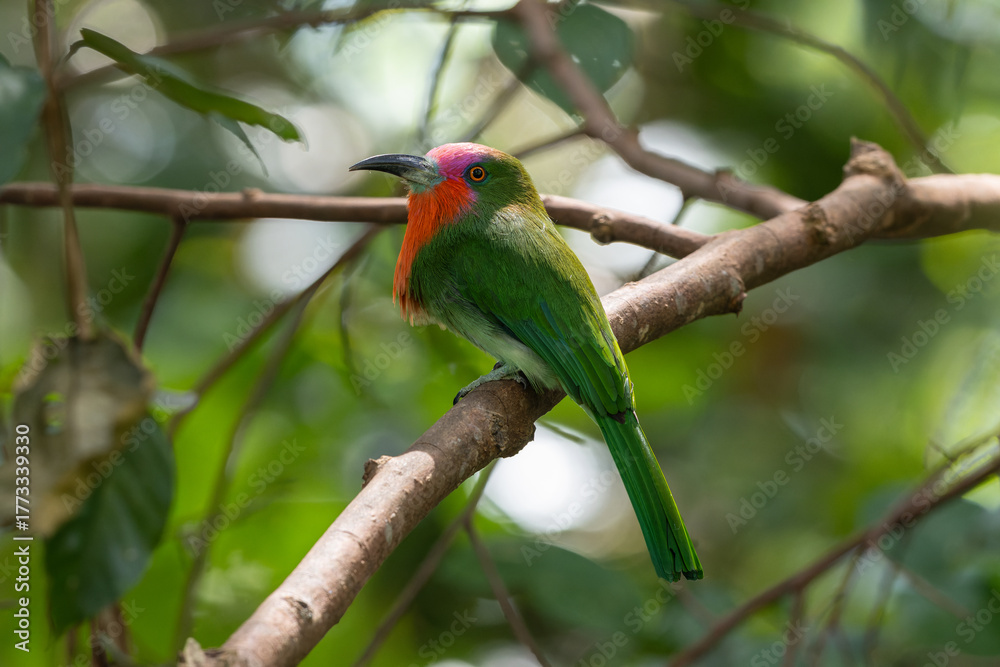 Obraz premium Nature wildlife bird of Red-bearded Bee-eater bird on branch
