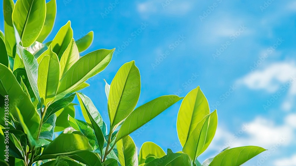 Obraz premium Vibrant Green Leaves Against a Clear Blue Sky with Fluffy White Clouds in a Bright Daylight Setting