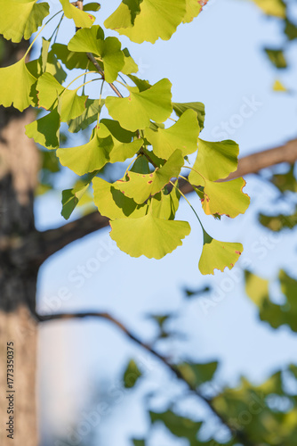 Ginkgo Leaves under Warm Early Autumn Sunlight