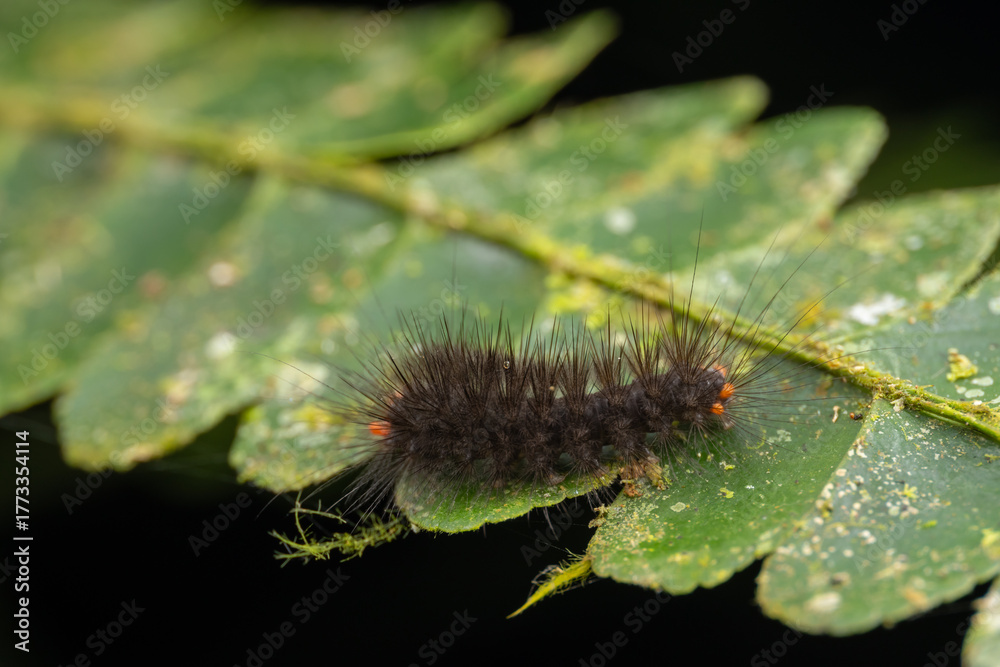 Naklejka premium Spiny green caterpillar crawling on a leaf in the rainforest