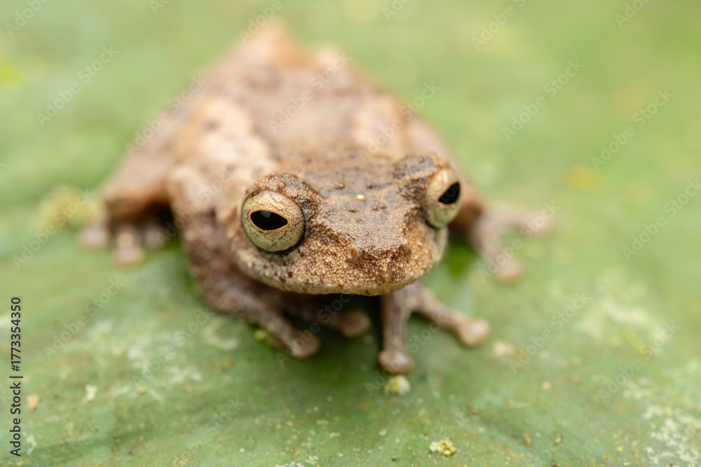 Obraz premium Golden Legged Bush Frog perched on vibrant green leaf in lush rainforest