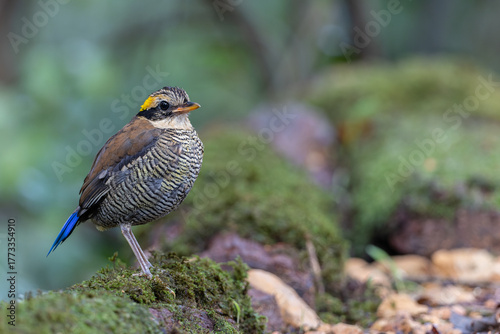 Bornean Banded Pitta (Pitta schwaneri) in its lush rainforest habitat and making it a true jewel of the Bornean rainforests.
