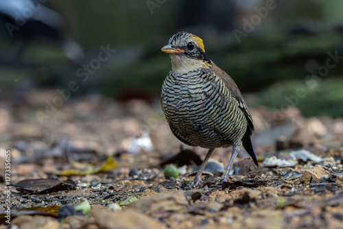 Bornean Banded Pitta (Pitta schwaneri) in its lush rainforest habitat and making it a true jewel of the Bornean rainforests.