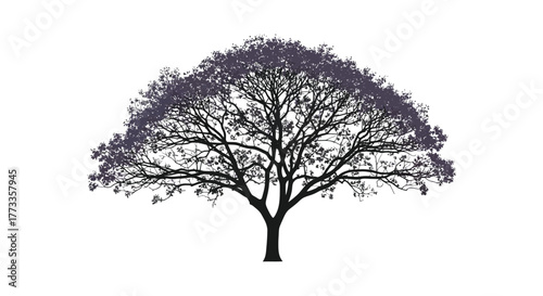 A detailed silhouette of a large deciduous tree with intricate branches and a full canopy against a white background silhouette