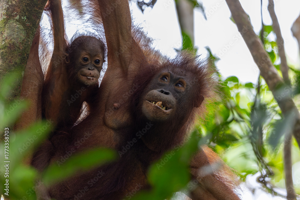 Fototapeta premium Mother orangutan hanging on tree with baby in borneo jungle