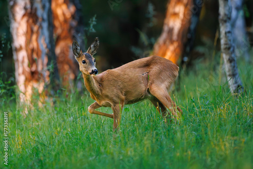 Roe deer (Capreolus capreolus) in tall green grass, warm evening light, forest background, alert posture, detailed fur, natural habitat, wild nature, peaceful wildlife scene.