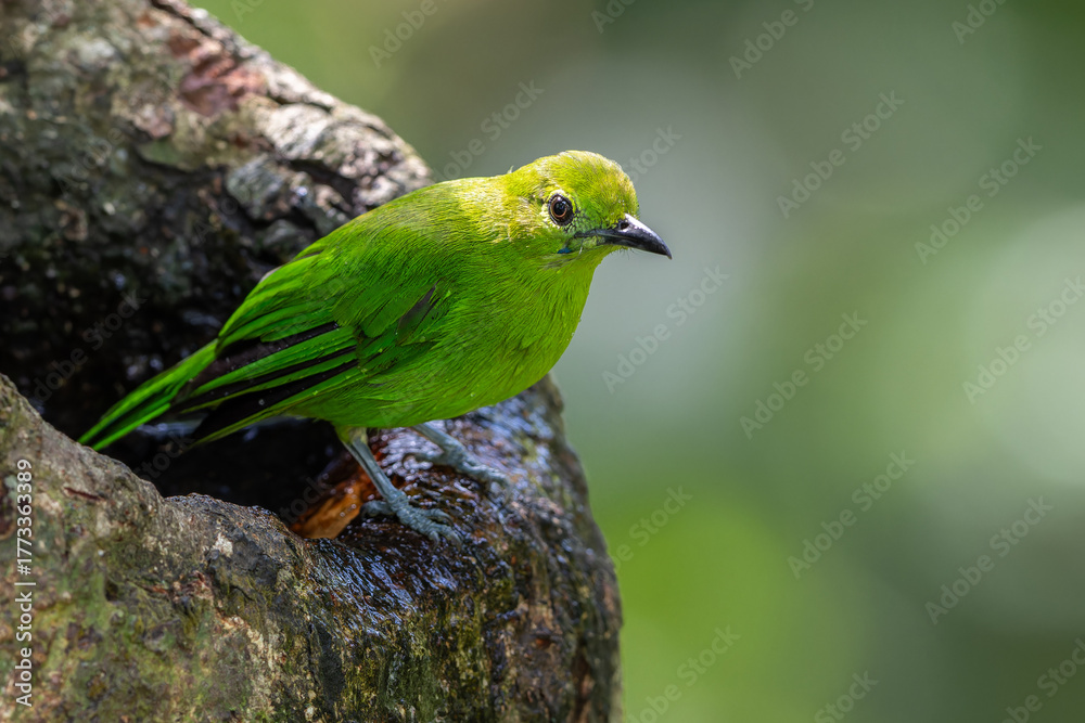Fototapeta premium Green chloropsis drinking water on tree trunk